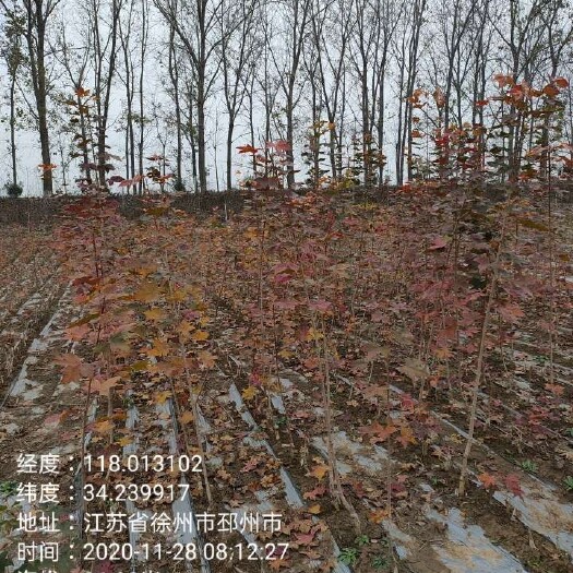 邳州市元宝树  缤纷秋色小苗