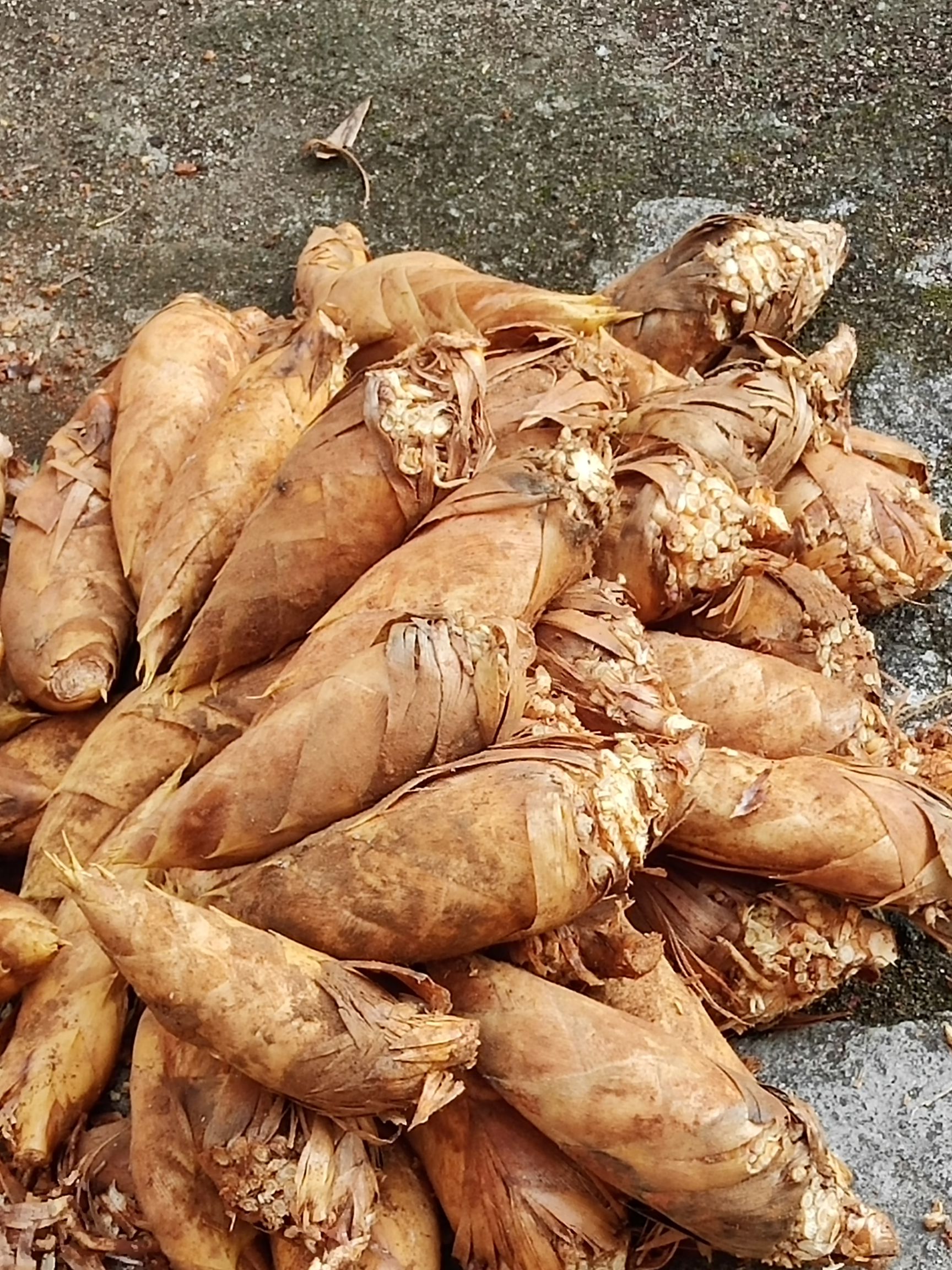 江西宜春深山野生黄泥冬笋，大量上市批发，可做泡沫箱货。