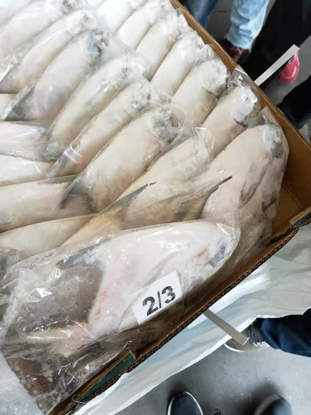 白鲳鱼 白鲳2-3 印度