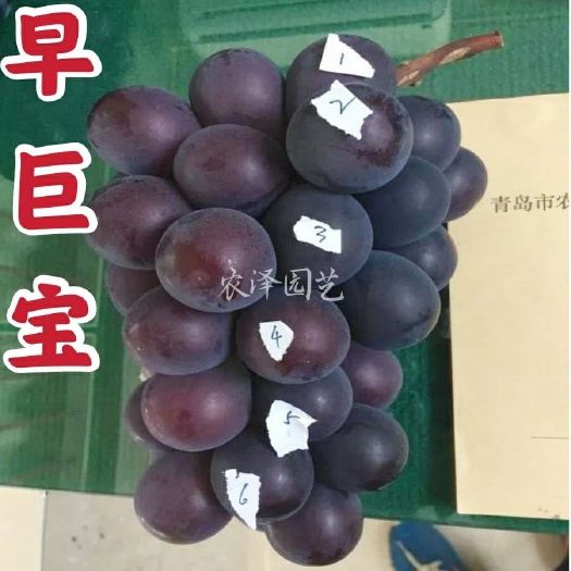 平度市早巨宝葡萄苗-早巨峰葡萄苗大粒稳产早熟葡萄苗大棚葡萄苗批发