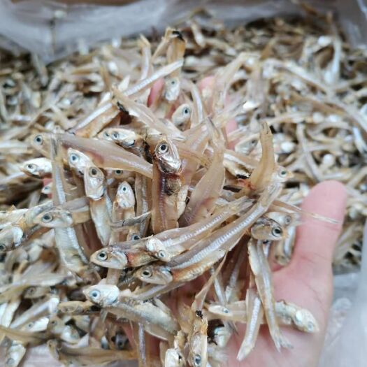 北海公鱼干  新货公干鱼小鱼干淡干海燕鱼海鲜干货自制风干银鱼干丁
