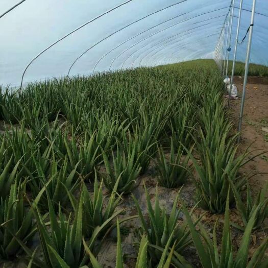 虞城县 库拉索芦荟种植农场