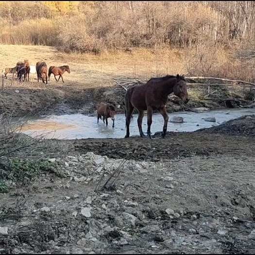 牡丹江出售德保矮马宠物马骑乘马袖珍矮马矮马