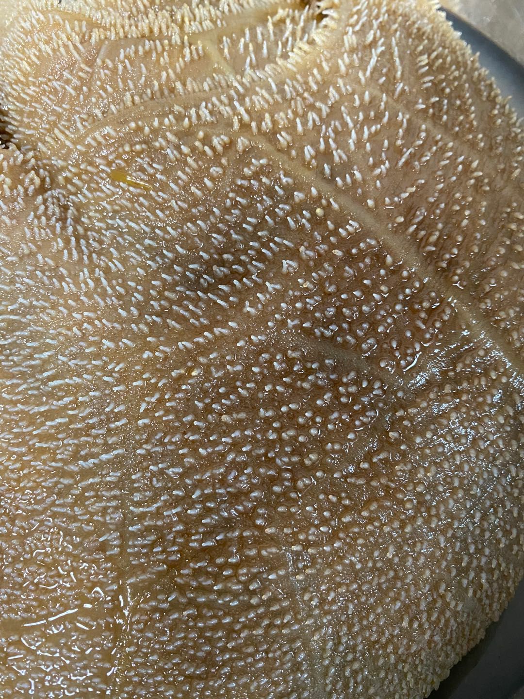 毛肚  水牛大叶片