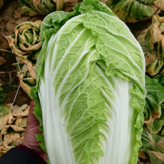 新野县黄心大白菜  豫西南蔬菜基地诚信代收黄心白菜