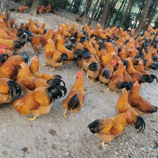 灵山县土鸡  肉鸡（灵山土阉鸡）