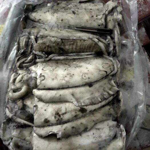 福州深水墨鱼 阿曼墨鱼 不泡水