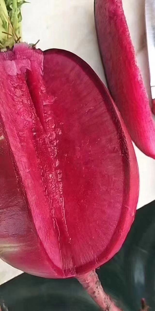 凤梨萝卜  天津沙窝水果萝卜
