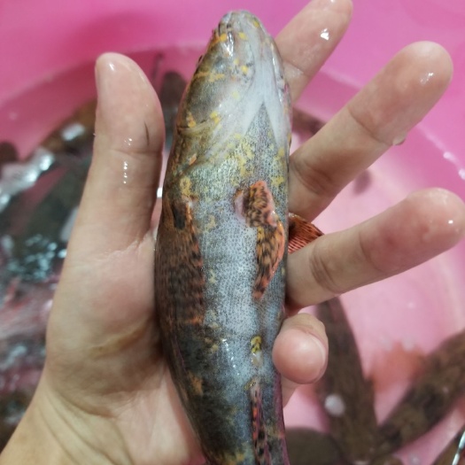 南宁广西本土原生笋壳鱼供应