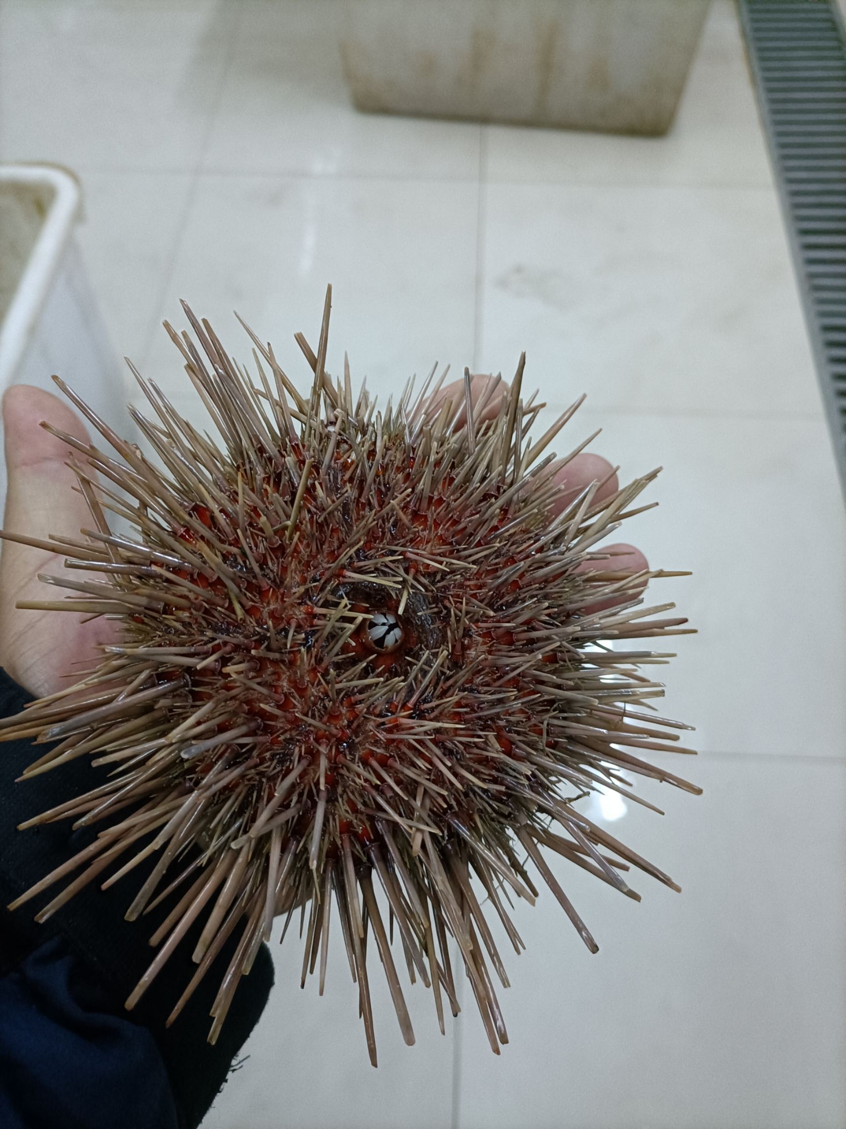 四两,一只,大连黄海胆,批发量大,优惠