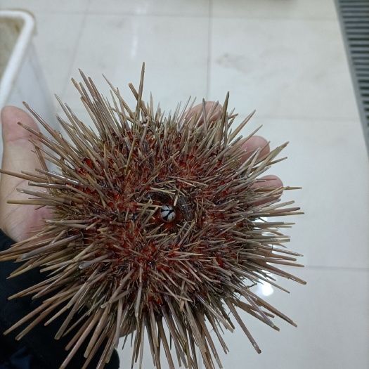 大连 四两，一只，大连黄海胆，批发量大，优惠
