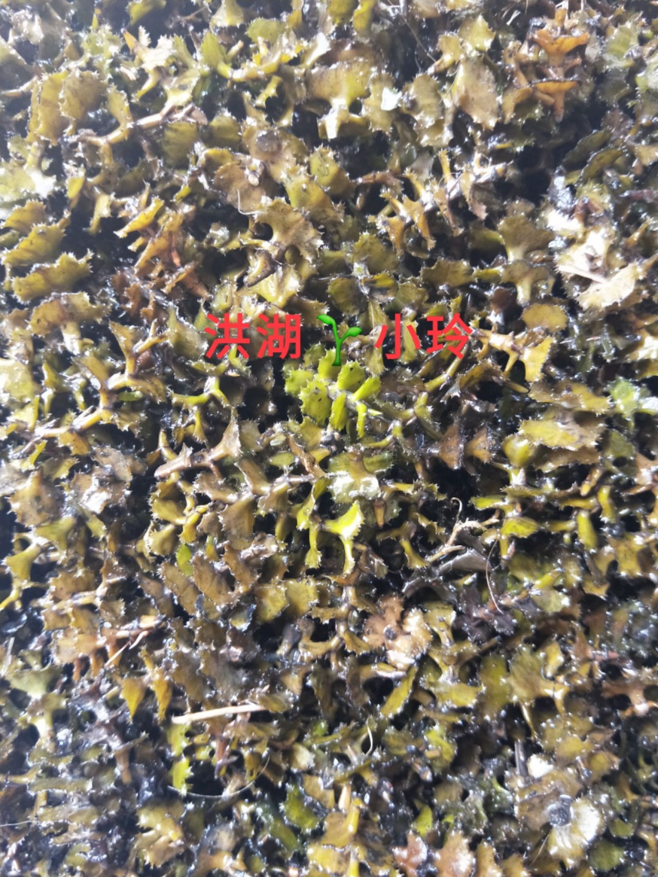 菹草  麦黄草种子 养殖鱼虾蟹专用水草 量大从优 包邮