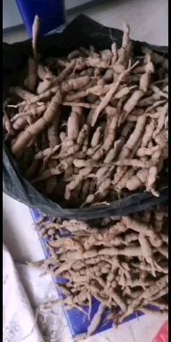 榕江县巴戟  锈花针，虎刺，鸡筋参，黄鸡胖