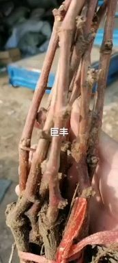凌海市巨峰葡萄苗 巨丰葡萄，口感酸甜事宜，果肉多汁，鲜食佳品