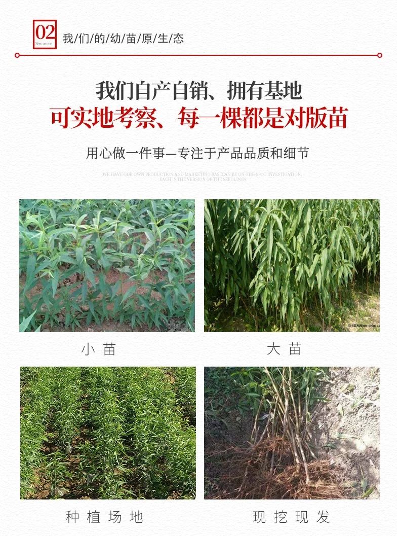 红桃苗  巨型红桃桃树苗 优质嫁接苗 基地直销 现挖现卖 品种保证。