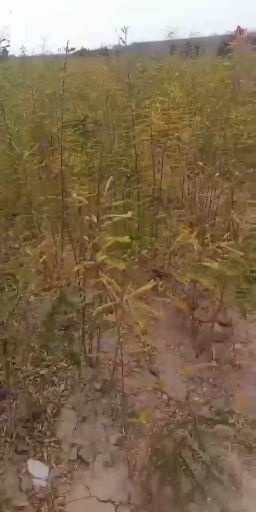 绛县皂角苗，大刺皂角苗，山西皂角苗