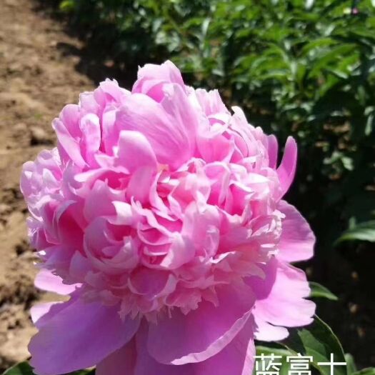 菏泽山东菏泽观赏芍药花植基地供应精品品种。