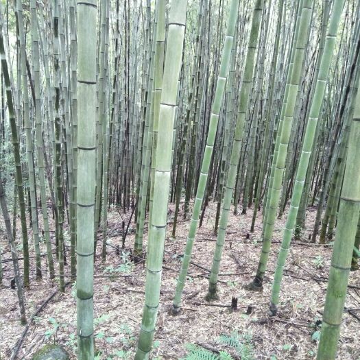 威信县楠竹 毛竹
