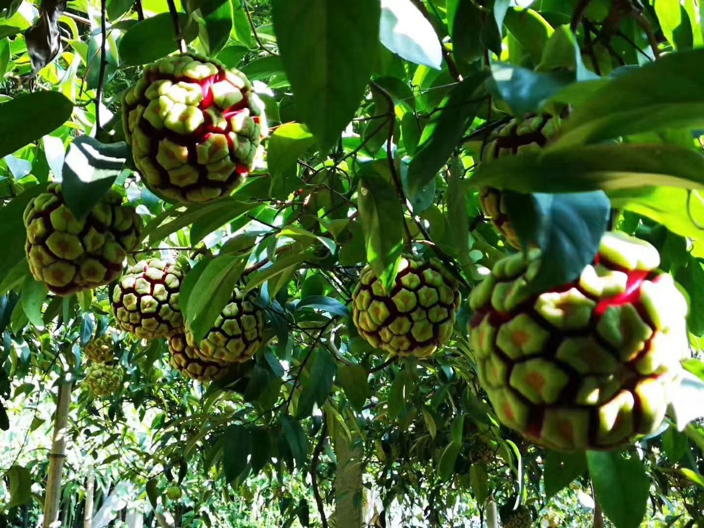 黑老虎新品种晚熟甜蜜多肉小籽布福娜苗子有限售完为止