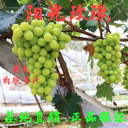 平邑县阳光玫瑰葡萄苗正宗阳光玫瑰嫁接苗