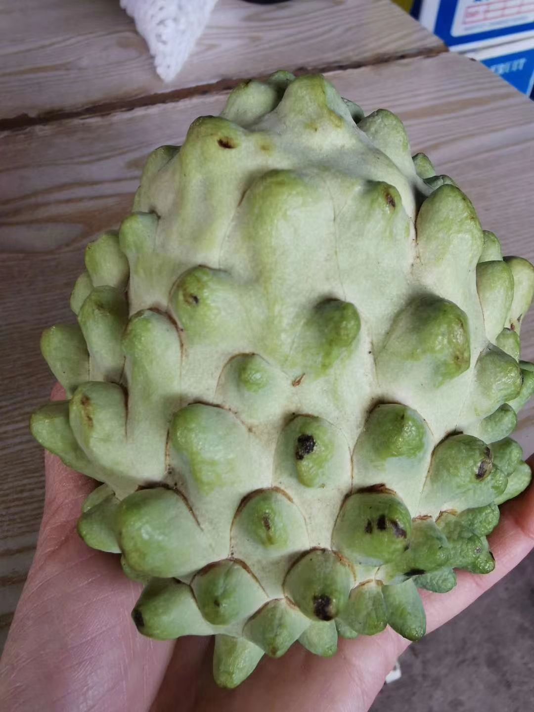 釋迦 泰國特級奶牛釋迦果