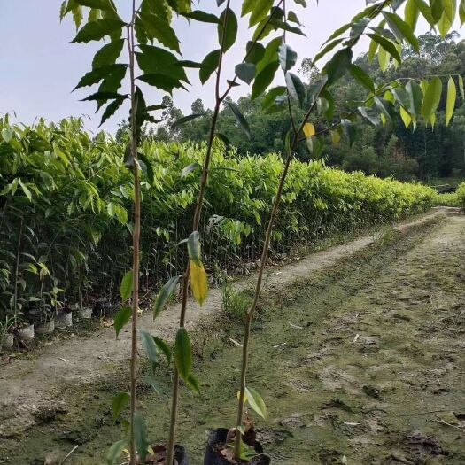 茂名热卖沉香苗规格120公分高，保活。