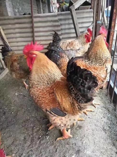 南宁金芦花鸡苗，大快型，厂家直销