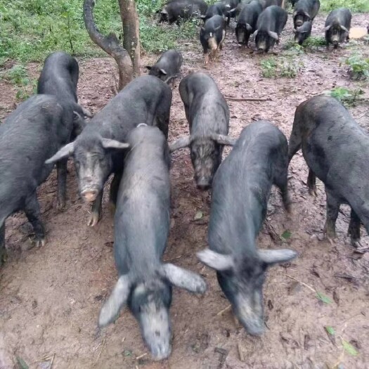 吉首市纯肉香肠 湘西土猪纯肉风干香肠农家传统工艺