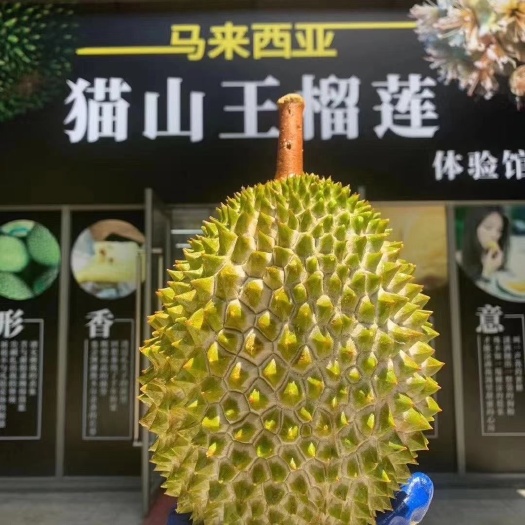 阳朔县猫山王榴莲(D197)马来西亚原箱