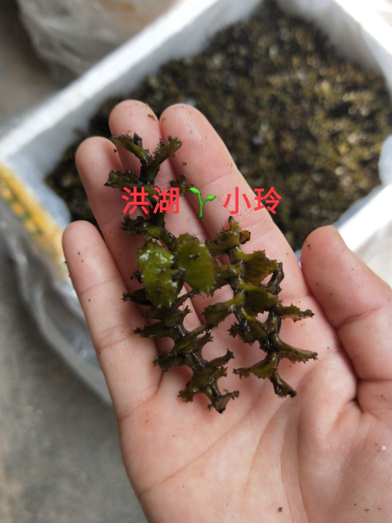 菹草  麦黄草种子 养殖鱼虾蟹专用水草 量大从优 包邮