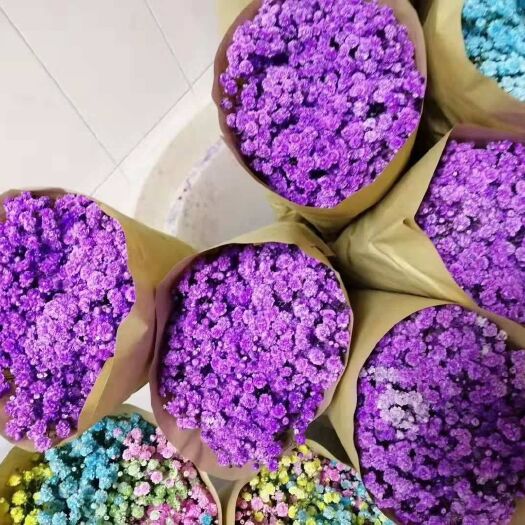 昆明满天星切花  彩色满天星蓝色紫色36元／束