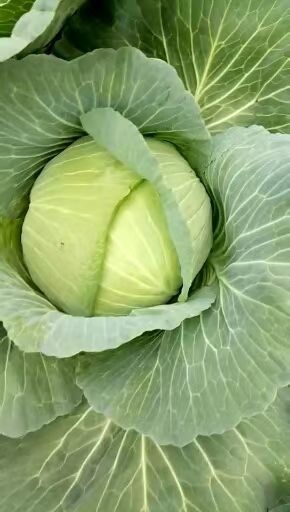 西吉县平包菜  奥奇娜扁包，物美价优，可发加工厂，可发市场