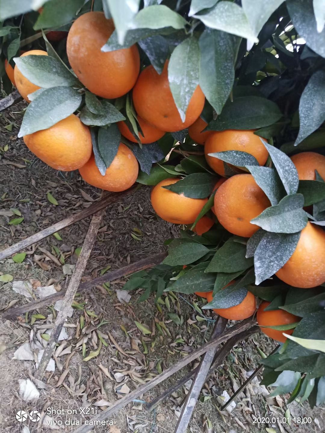 沃柑 一级果 