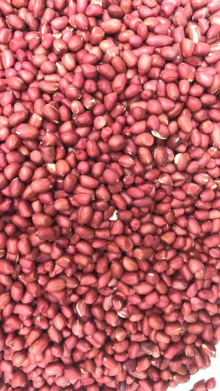 油料花生米  白皮花生米