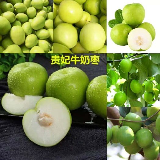 广州大青枣出园了，爽口！青脆！便宜！