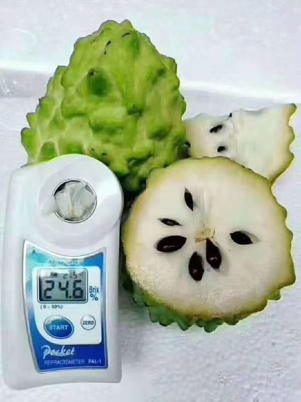 釋迦 泰國特級奶牛釋迦果