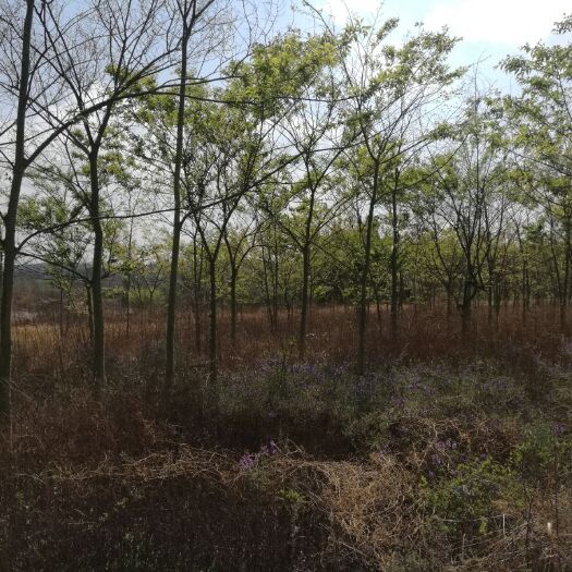 曲靖小叶朴 