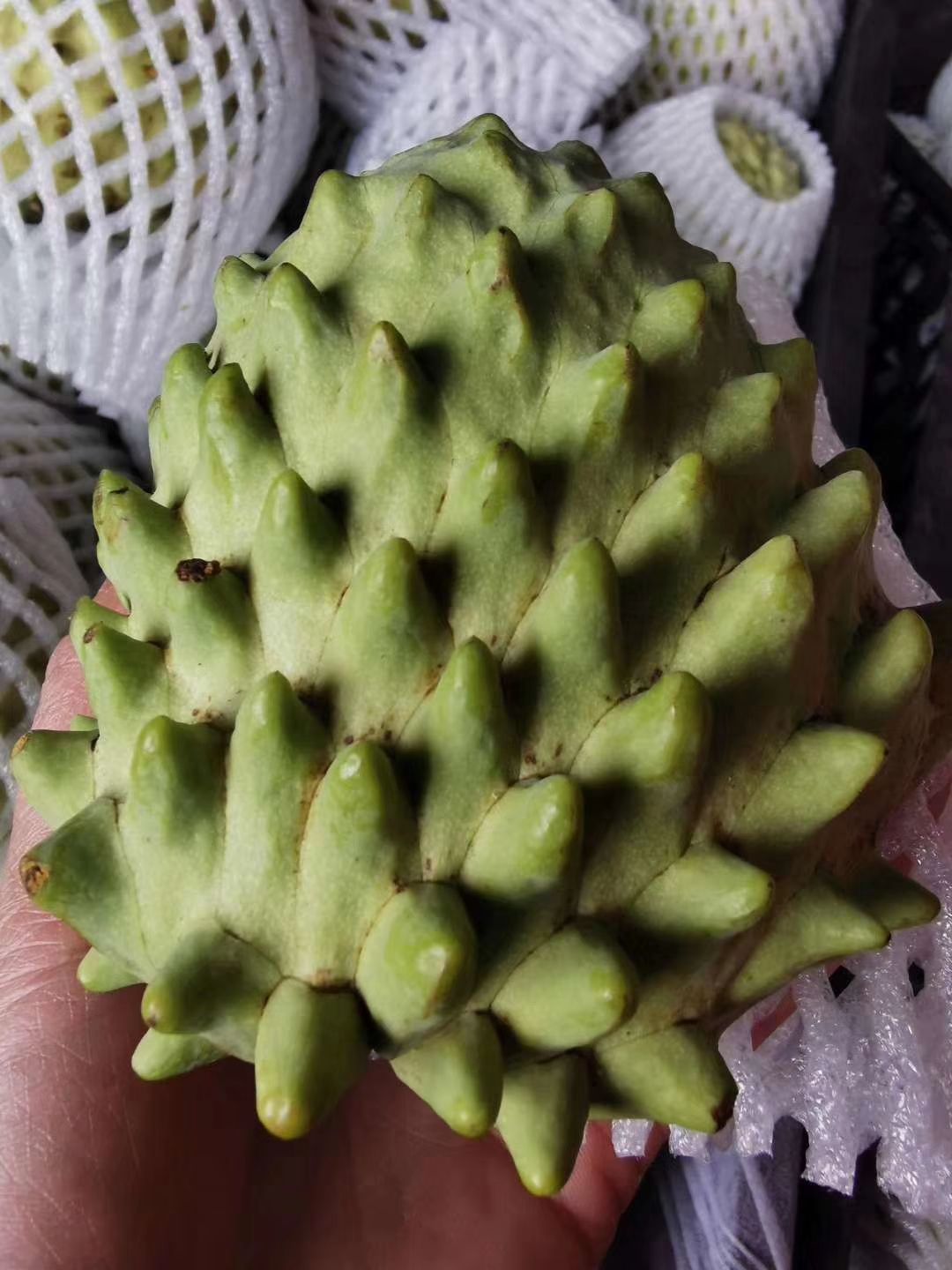釋迦 泰國特級奶牛釋迦果