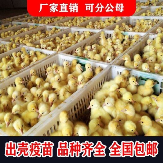上林县白鹅苗  优质鹅苗  苗厂直供  包打疫苗  成活率高！