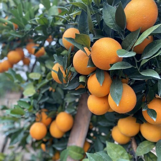 赣州赣南脐橙新鲜 现摘现发当季水果整箱寻乌脐橙甜