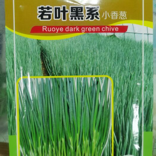 安丘市日本小香葱种子耐低温耐抽苔品质好产量高直播移栽均可四季播
