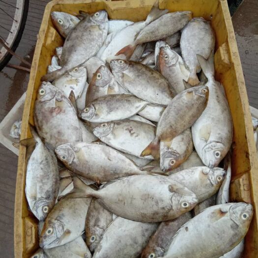泥猛鱼 广西防城港冰鲜海产品