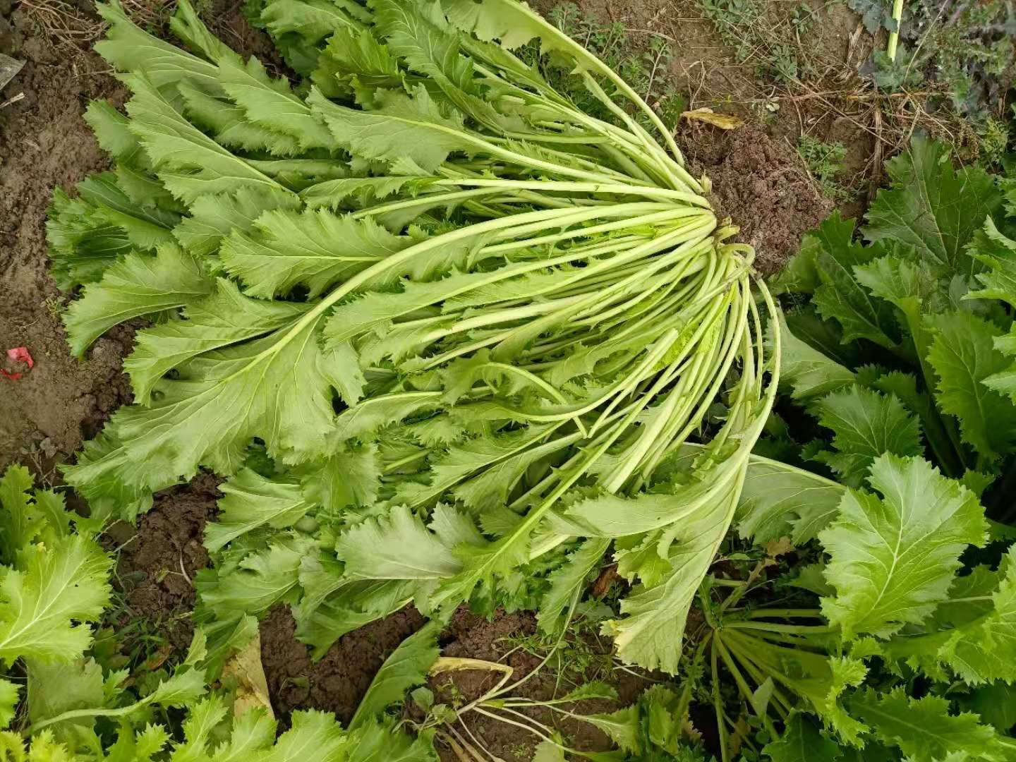 雪里红芥菜 大量鲜雪里红上市,日供货量40000斤