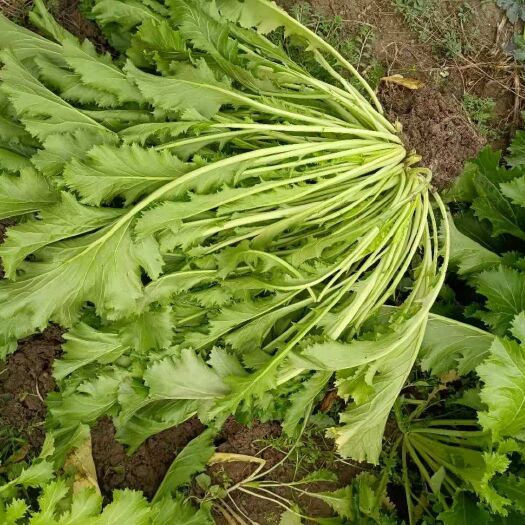 利辛县雪里红芥菜 大量鲜雪里红上市，日供货量40000斤。