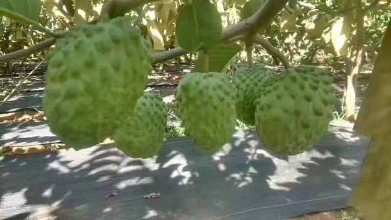 釋迦 泰國特級奶牛釋迦果