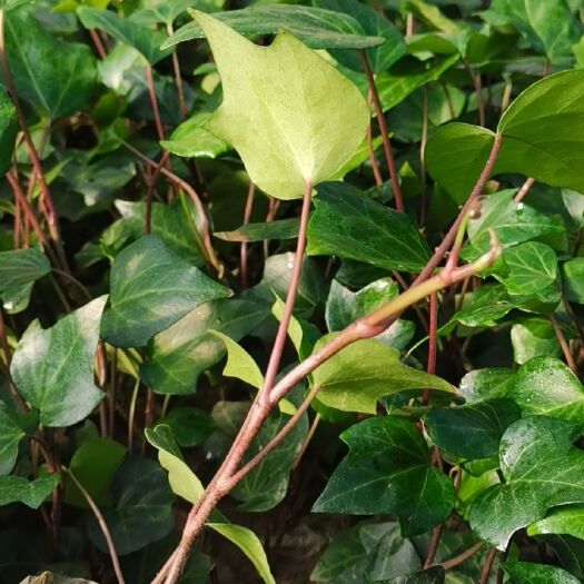 昆明地被植物 长春藤
