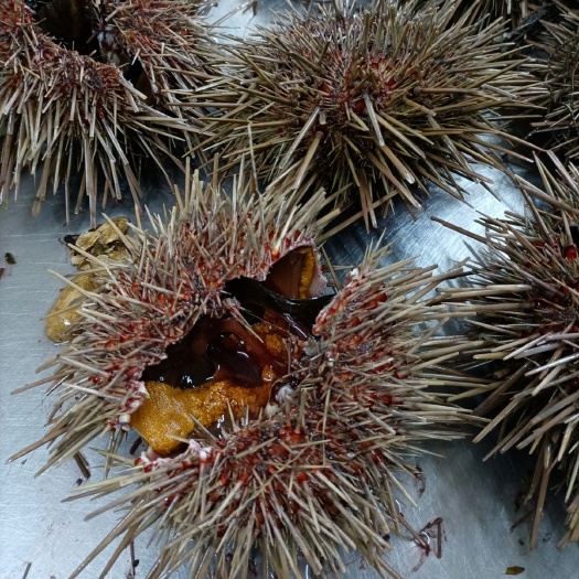 大连 三两一只，大连黄海胆鲜活，日料刺身，量大葱优