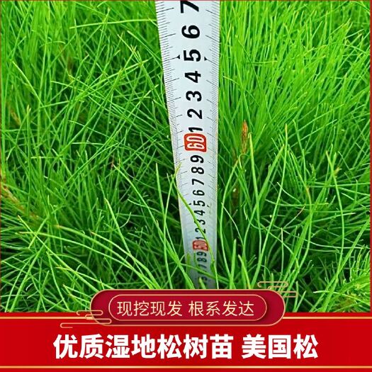 兴义市湿地松树苗  基地大量直销湿地松美国松苗      规格齐全