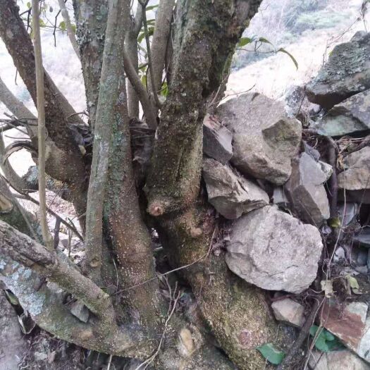 宜宾 马比木