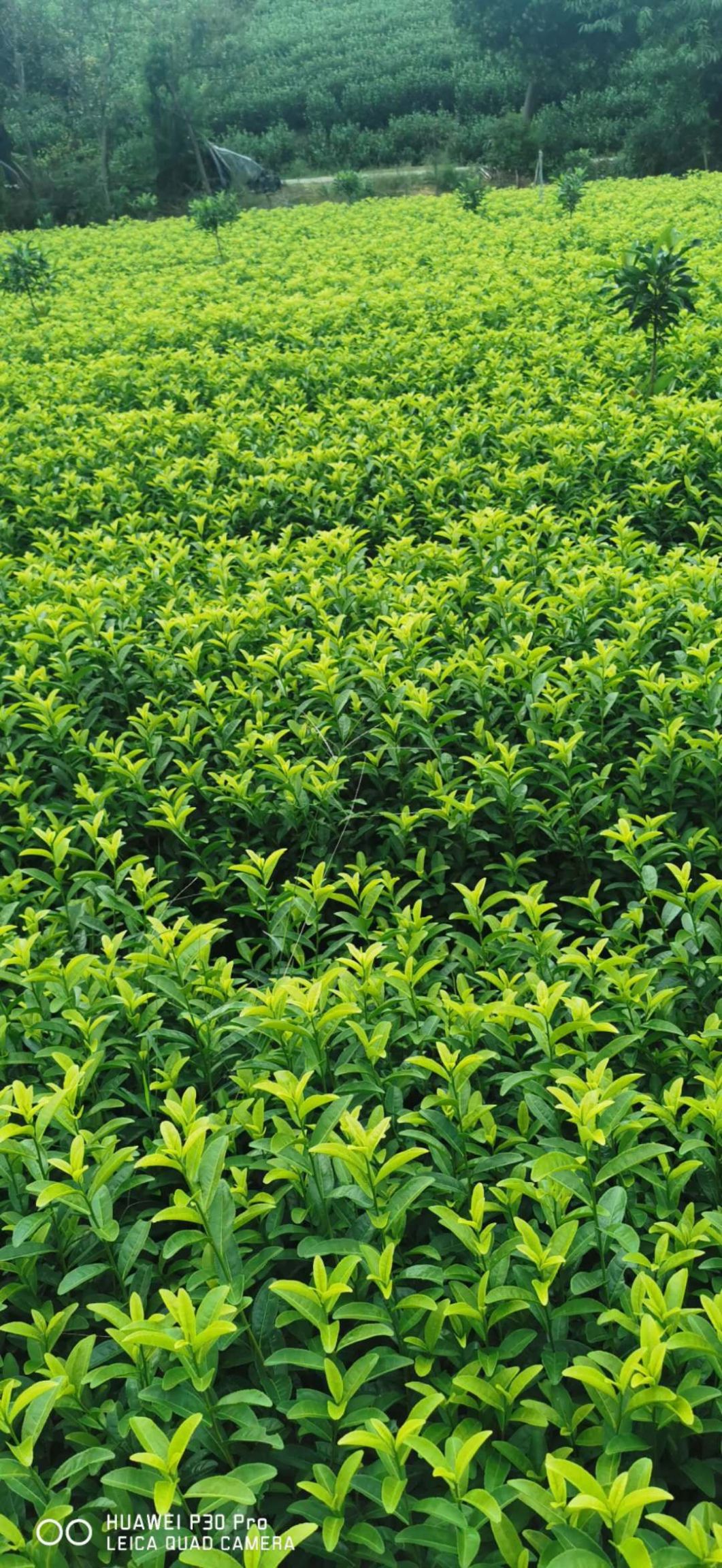 茶树苗  今年的网红茶苗，金香玉茶苗